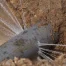 Water bursting from pipe in the ground.
